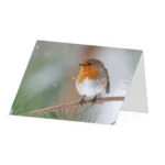 Garden Robin greetings card