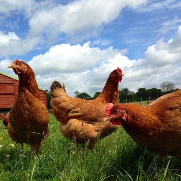 Ystwyth Valley eggs - collection only