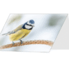 Winter Blue Tit greetings card