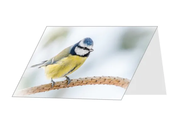 Winter Blue Tit greetings card