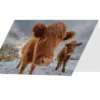 Two Highland Cows Greetings Card. The Allt, Bannau Brycheiniog.