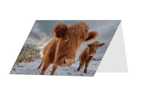 Two Highland Cows Greetings Card. The Allt, Bannau Brycheiniog.