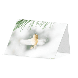 Winter Goldcrest in flight greetings card - Beara Creative