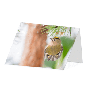 Goldcrest Clinging on Greetings Card - Beara Creative