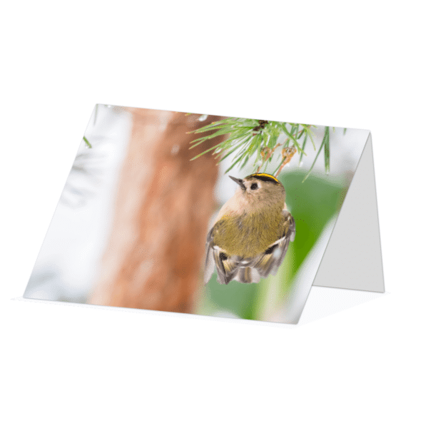Goldcrest Clinging on Greetings Card - Beara Creative